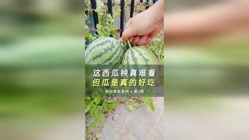 天仙吃瓜爆料是真的吗,真相揭秘，是真是假？